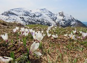 44 Crocus vernus (Zafferano maggiore) bianchi con vista in Cimetto-Foppazzi-Grem